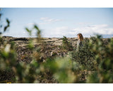 Laine Magazine - Laine - Nordic Knit Life Vol.6